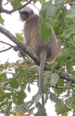 Semnopithecus hypoleucos