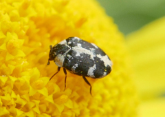 Anthrenus scrophulariae