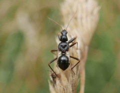 Himacerus mirmicoides