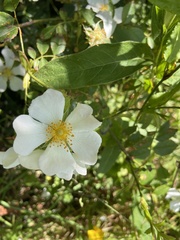 Rosa canina