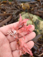 Nitophyllum punctatum