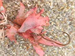 Nitophyllum punctatum
