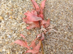 Nitophyllum punctatum