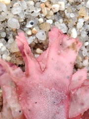 Nitophyllum punctatum