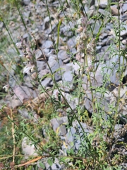 Nepeta nepetella
