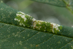 Phyllonorycter sorbi