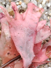 Nitophyllum punctatum