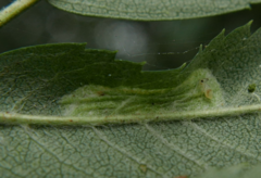 Phyllonorycter sorbi