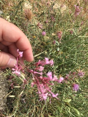 Centranthus longiflorus