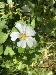 Rosa canina