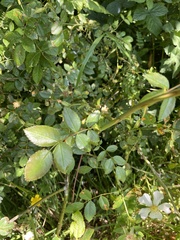 Rosa canina