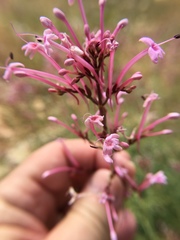 Centranthus longiflorus