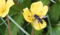 Anasimyia anausis