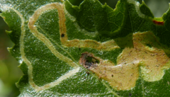 Agromyza alnibetulae