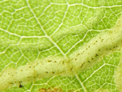 Agromyza alnibetulae