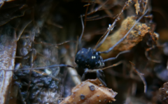 Paranemastoma quadripunctatum