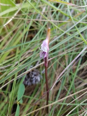 Disperis woodii