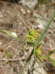 Aceria chondrillae