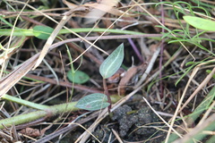 Disperis woodii