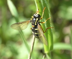 Xanthogramma citrofasciatum
