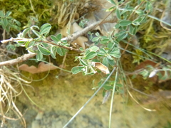 Genista pilosa