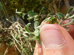 Genista pilosa