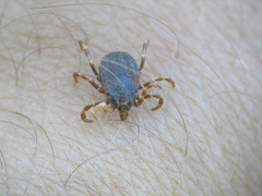 Hyalomma