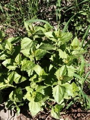 Chromolaena odorata