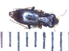 Notiophilus geminatus