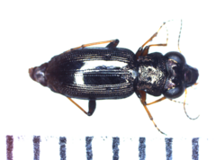 Notiophilus substriatus