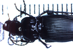 Abax parallelus