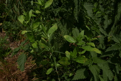 Anthrenus scrophulariae