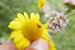 Anthrenus scrophulariae