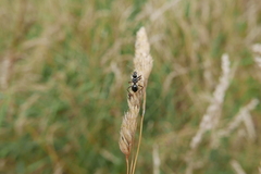 Himacerus mirmicoides