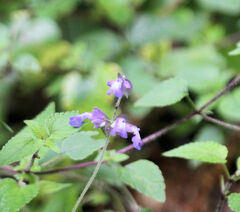 Salvia compsostachys