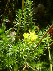 Petrosedum forsterianum