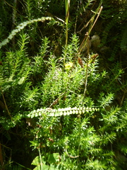 Petrosedum forsterianum