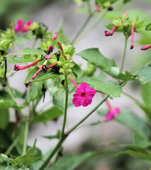 Mirabilis longiflora