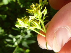 Petrosedum forsterianum