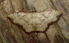 Idaea craspedota