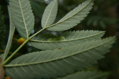 Phyllonorycter sorbi