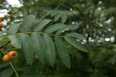 Phyllonorycter sorbi
