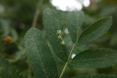 Phyllonorycter sorbi
