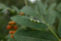 Phyllonorycter sorbi