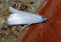 Schoenobiinae