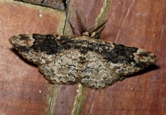 Parapholodes fuliginea