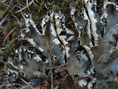 Peltigera degenii