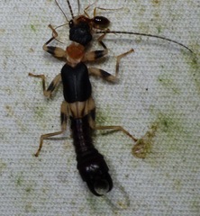 Pygidicranidae