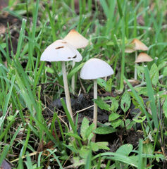 Panaeolus cyanescens