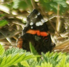 Vanessa atalanta